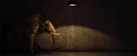 Elephants: the unseen power | Truist