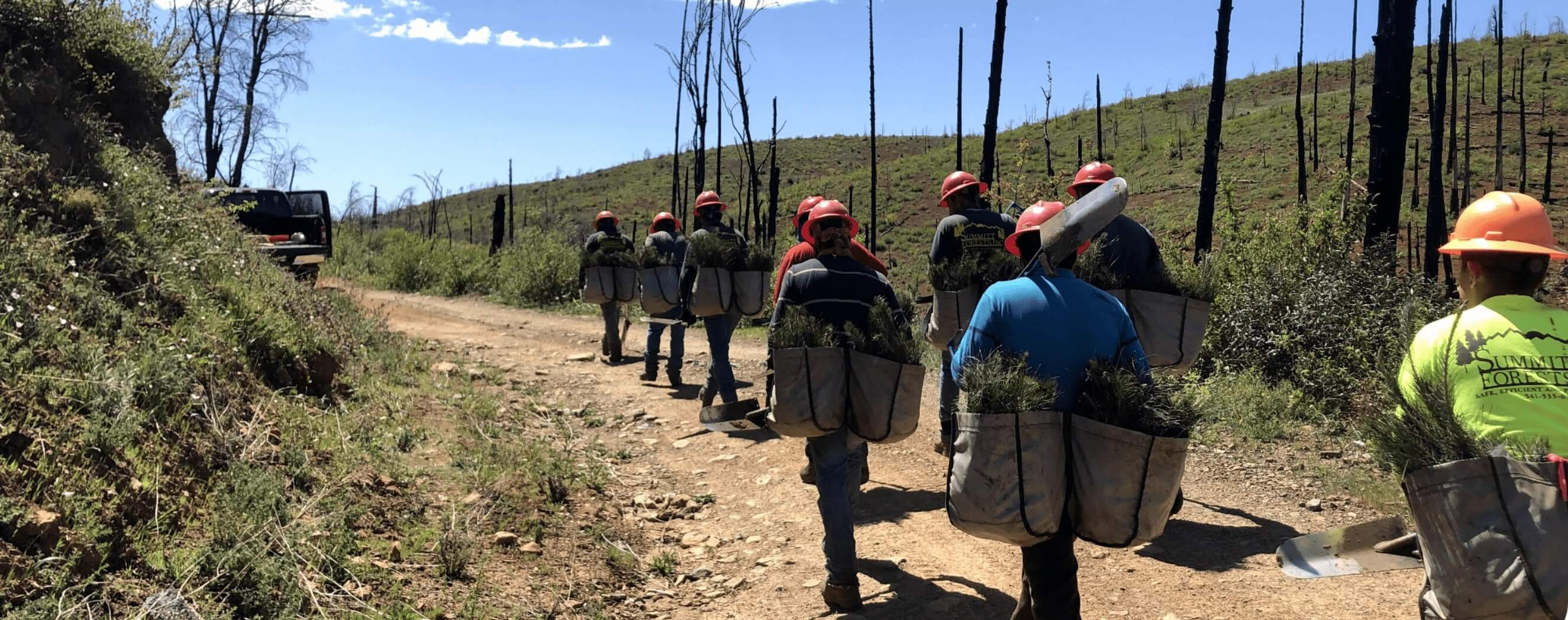 Truist Plants Millionth Tree for Lightstream Clients